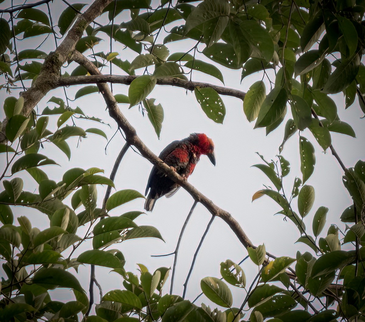 Bornean Bristlehead - ML643281390