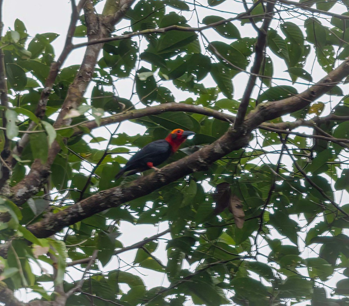 Bornean Bristlehead - ML643281400