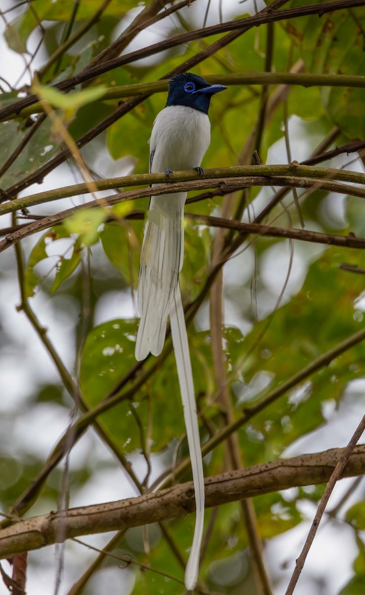 Blyth's Paradise-Flycatcher - ML643281410