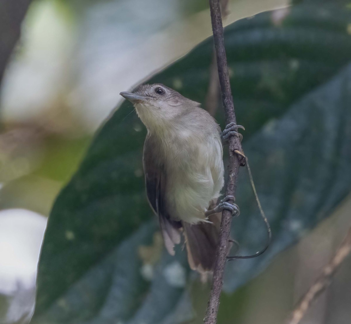 Sooty-capped Babbler - ML643281423