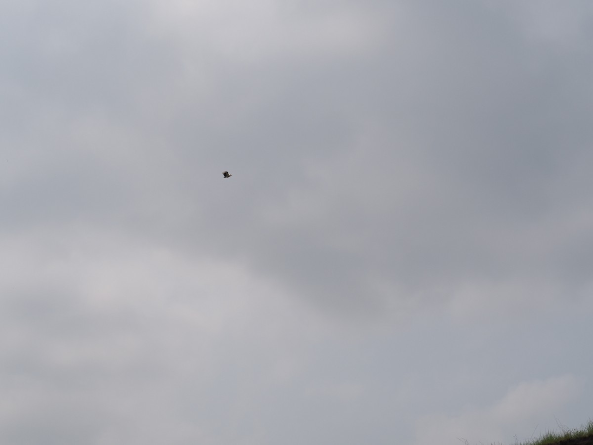 Palm-nut Vulture - ML643281428