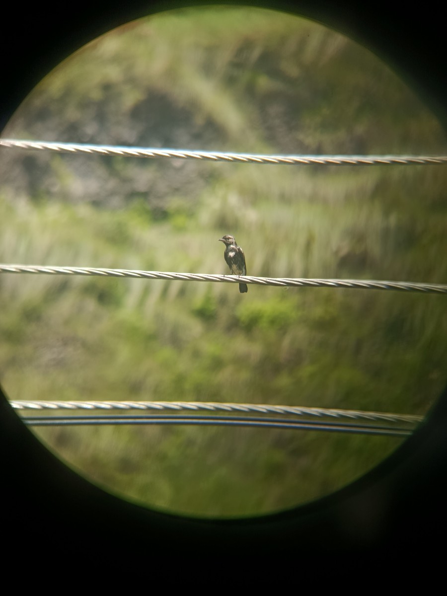 Pied Bushchat - ML643281430