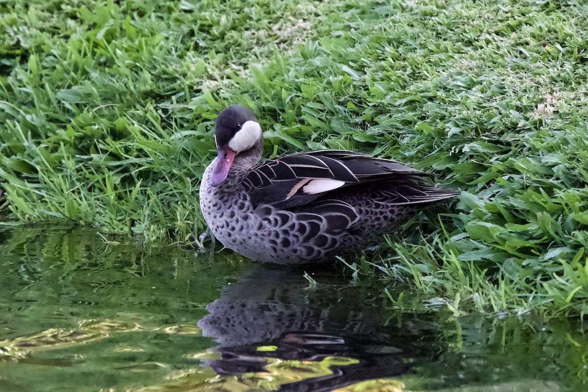 Red-billed Duck - ML643281437