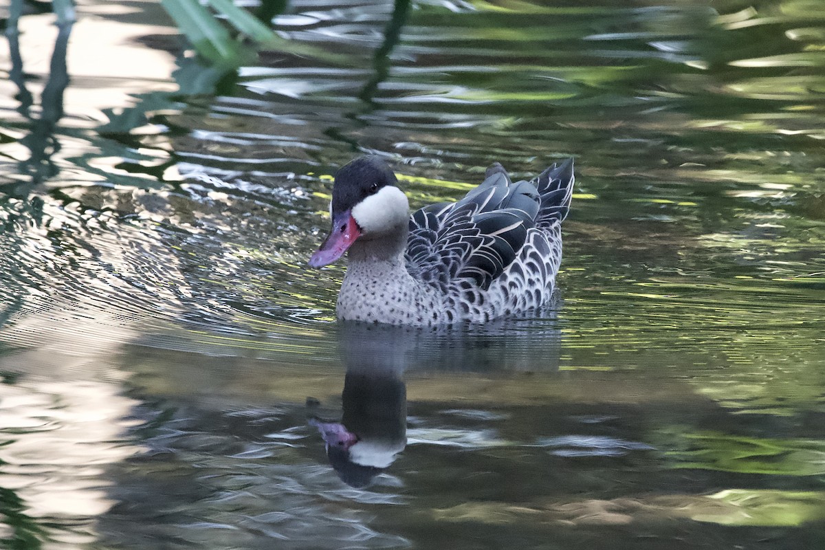 Red-billed Duck - ML643281443