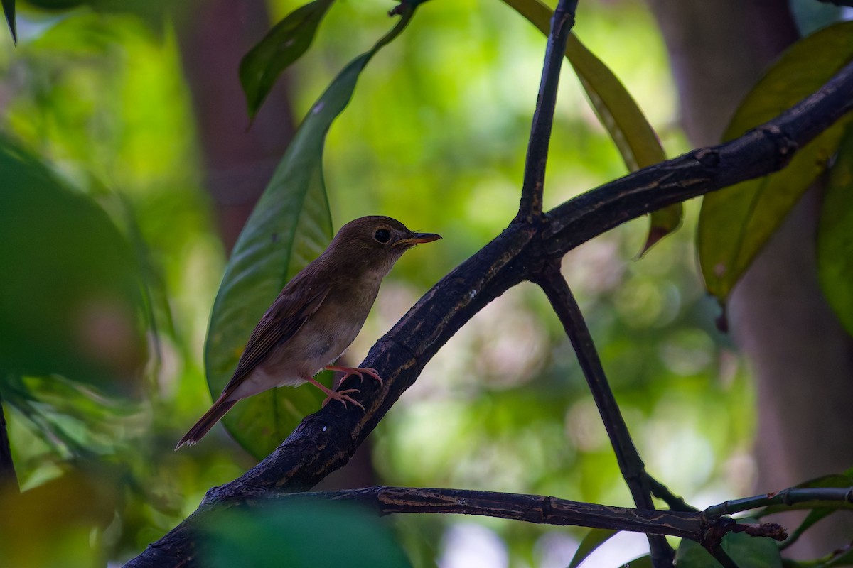Brown-chested Jungle Flycatcher - ML643281446