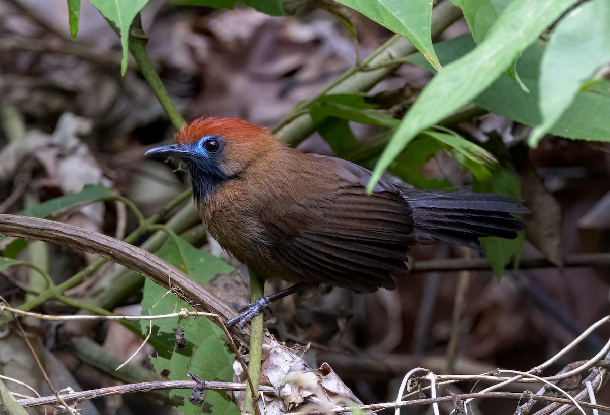 Fluffy-backed Tit-Babbler - ML643281450
