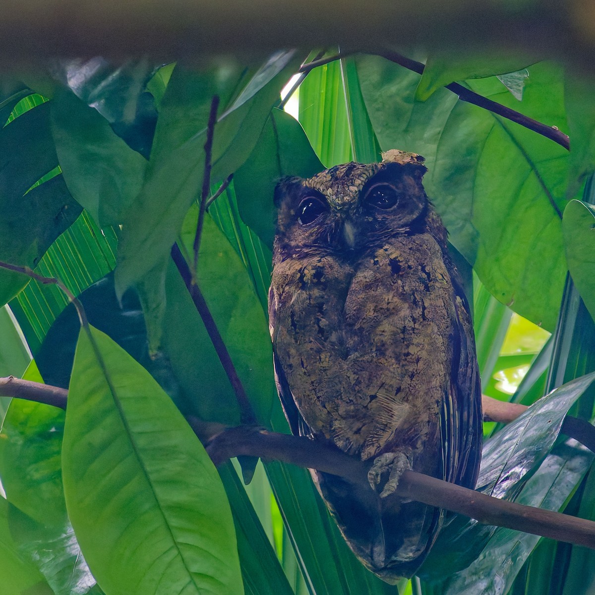 ヒガシオオコノハズク - ML643281456