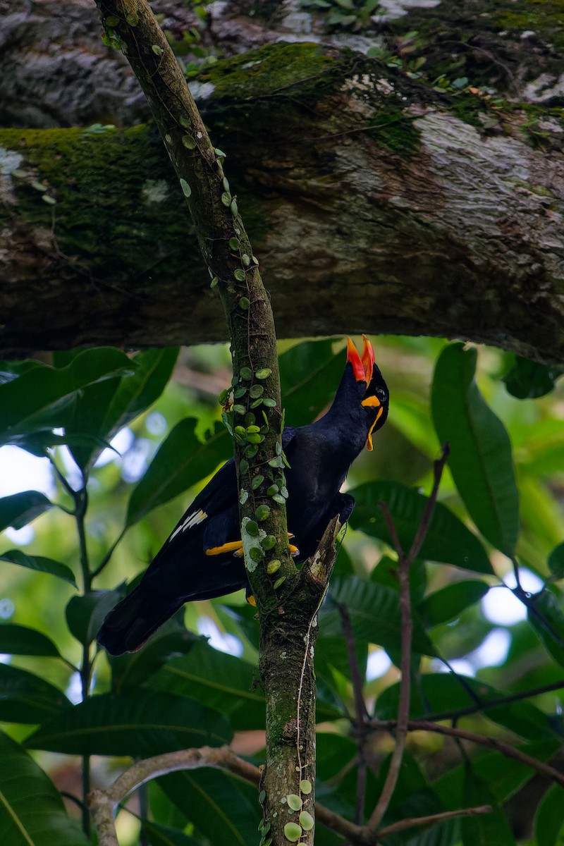 キュウカンチョウ - ML643281462