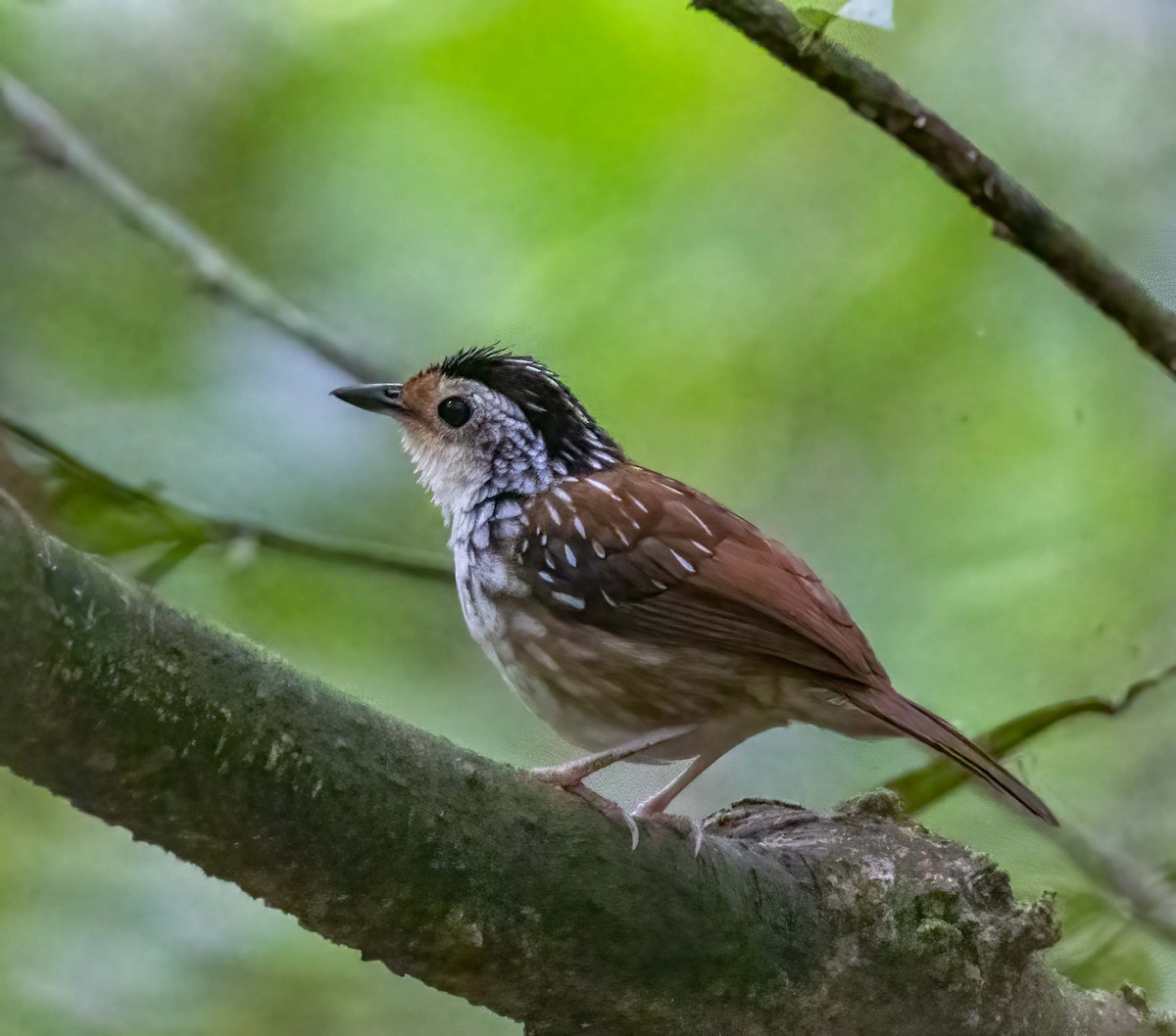 Striped Wren-Babbler - ML643281466
