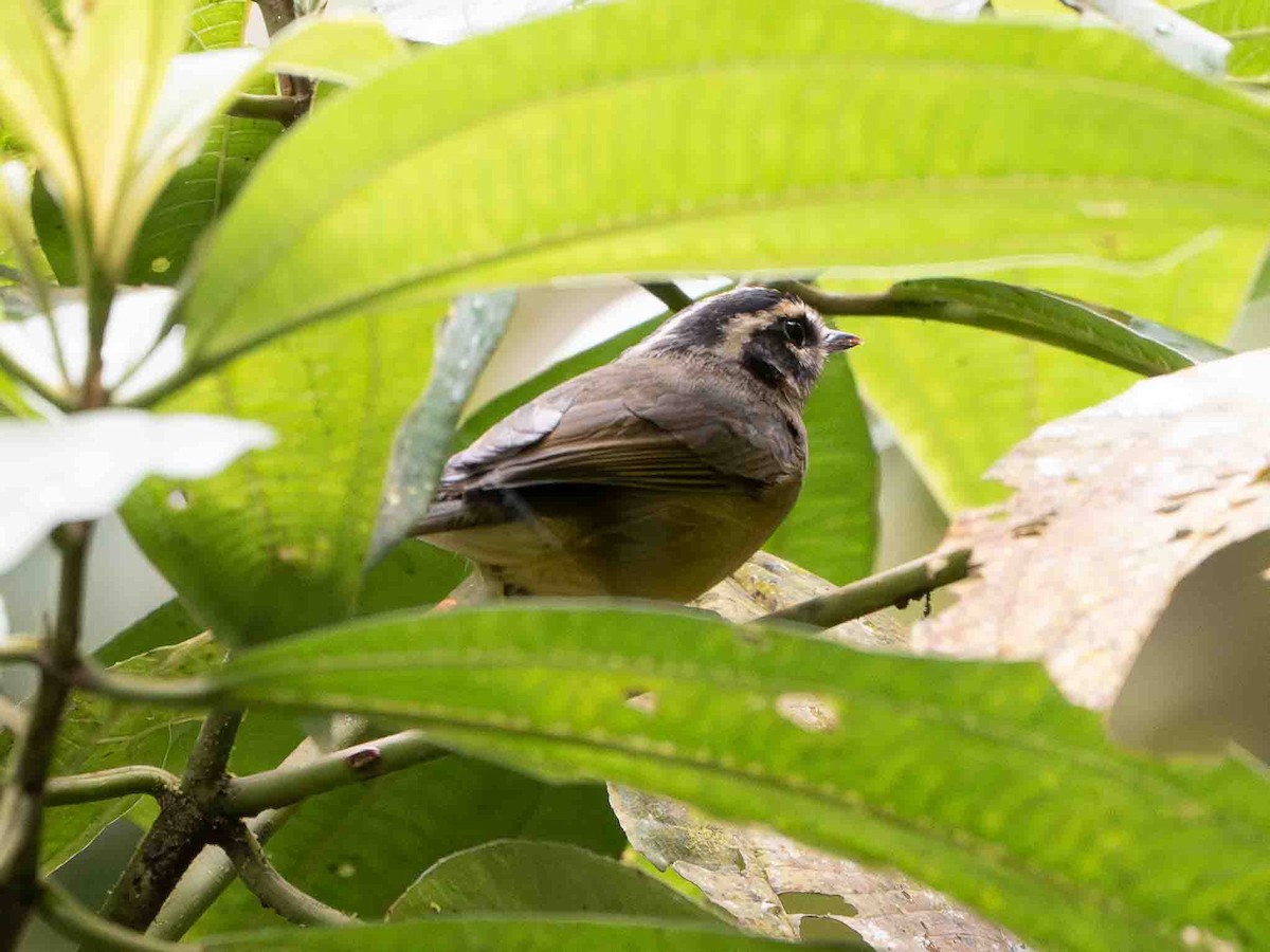 Three-striped Warbler - ML643281468