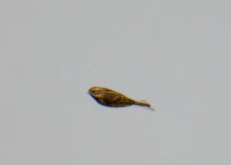 Reed Bunting - ML643281475