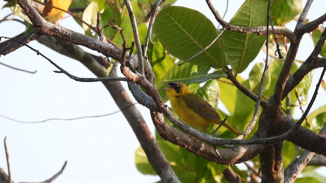Masked Yellowthroat - ML643281479