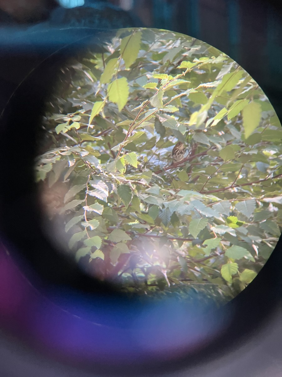 Ovenbird - ML643281487