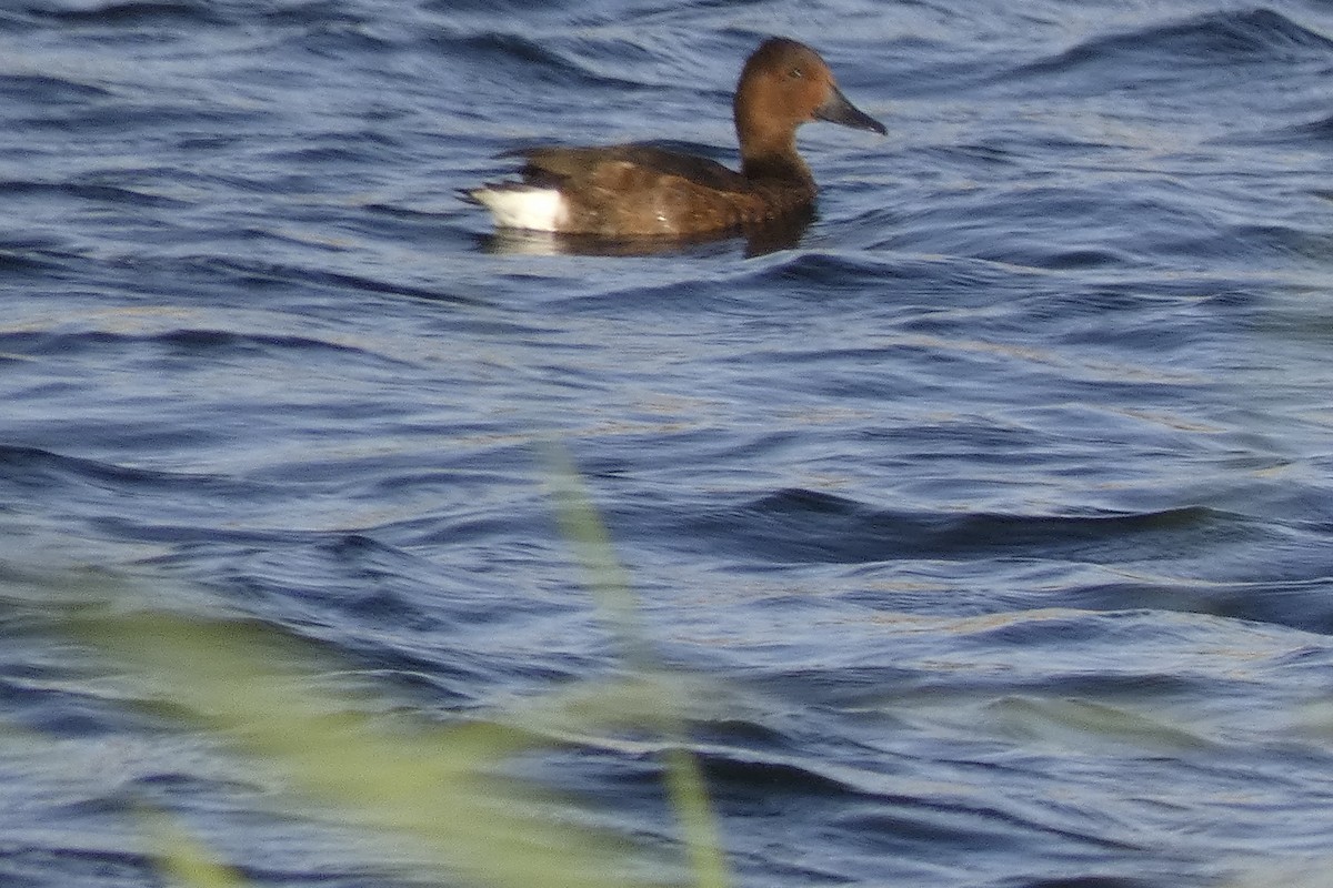 白眼潛鴨 - ML643281496