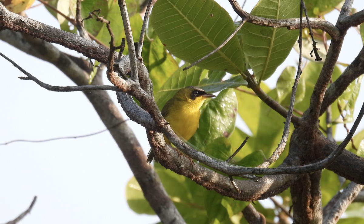 Masked Yellowthroat - ML643281515