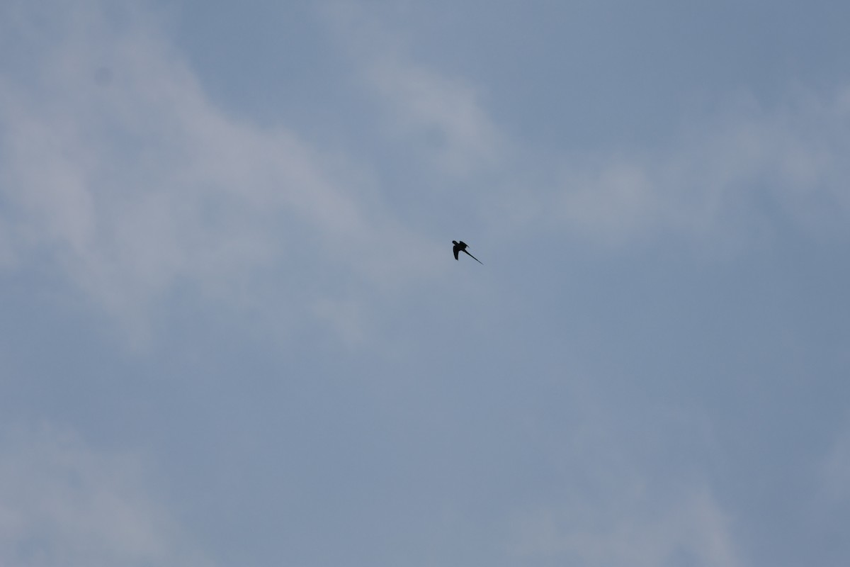 Sittich, unbestimmt - ML643281536