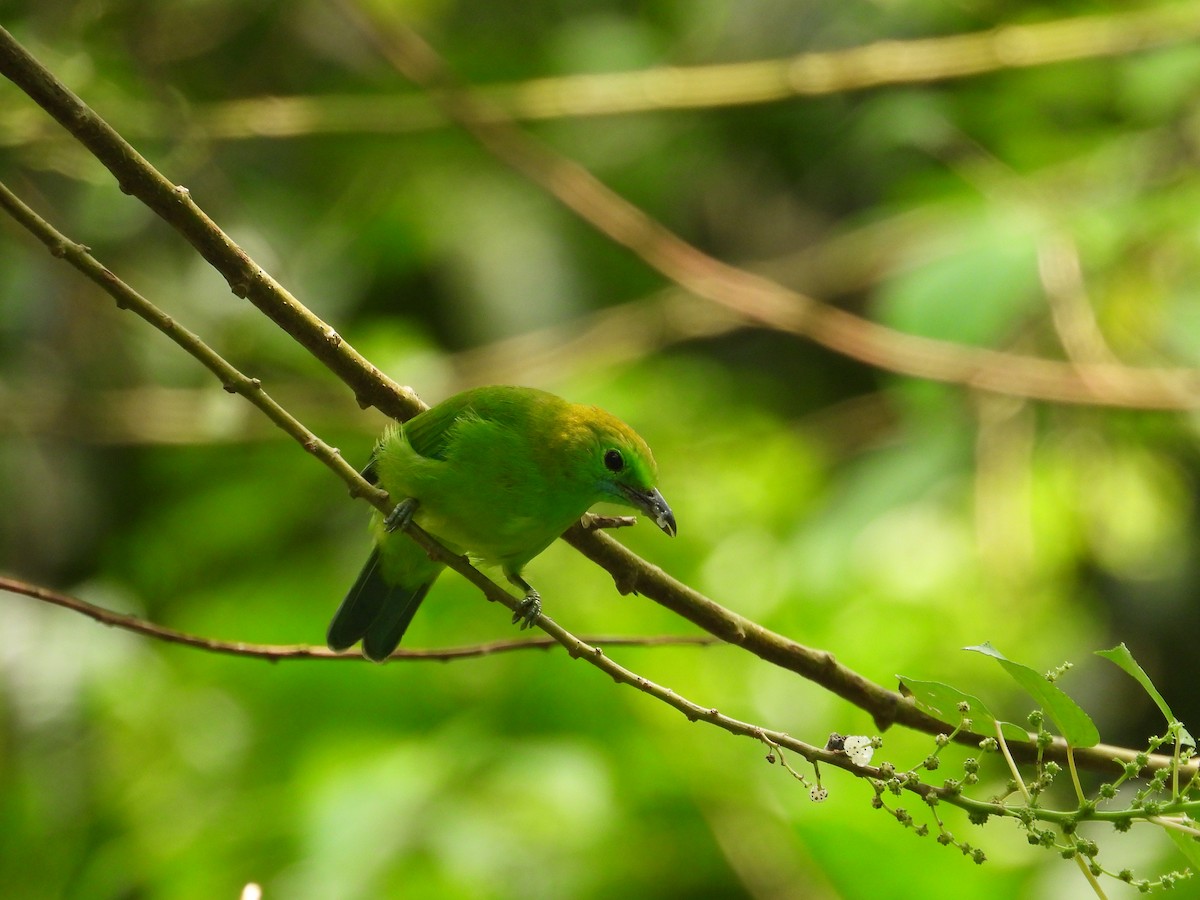Blue-winged Leafbird - ML643281543
