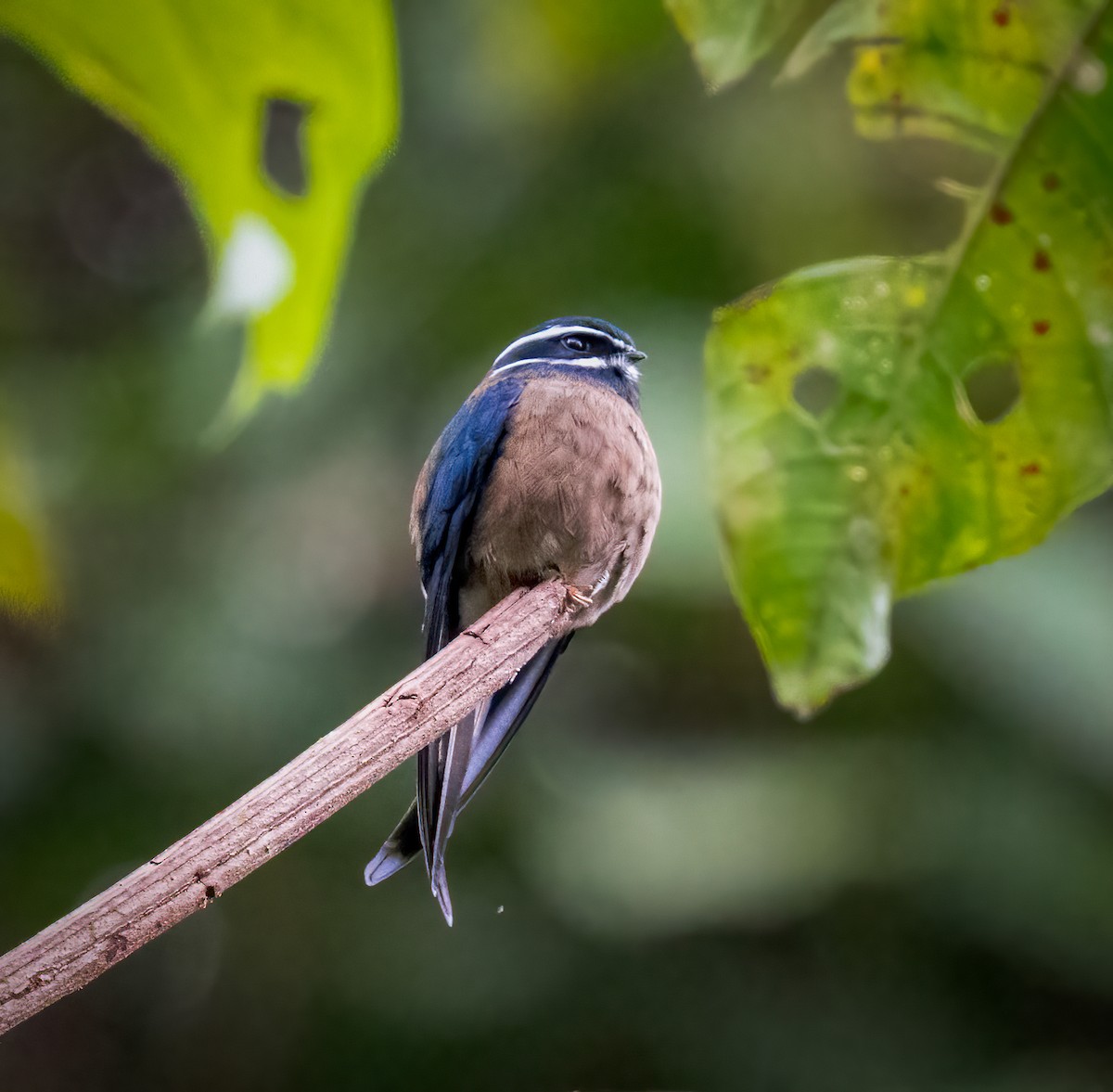 Whiskered Treeswift - ML643281548