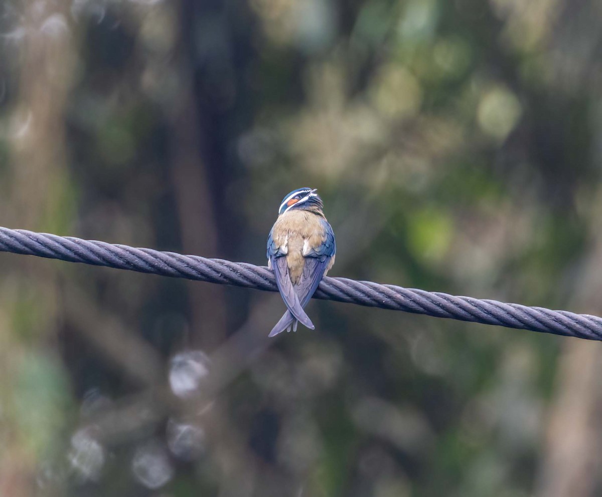 Whiskered Treeswift - ML643281558