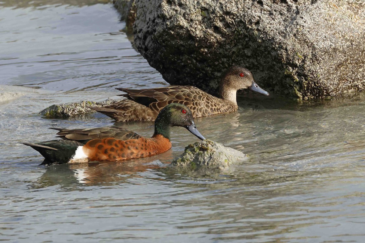 Chestnut Teal - ML643281559