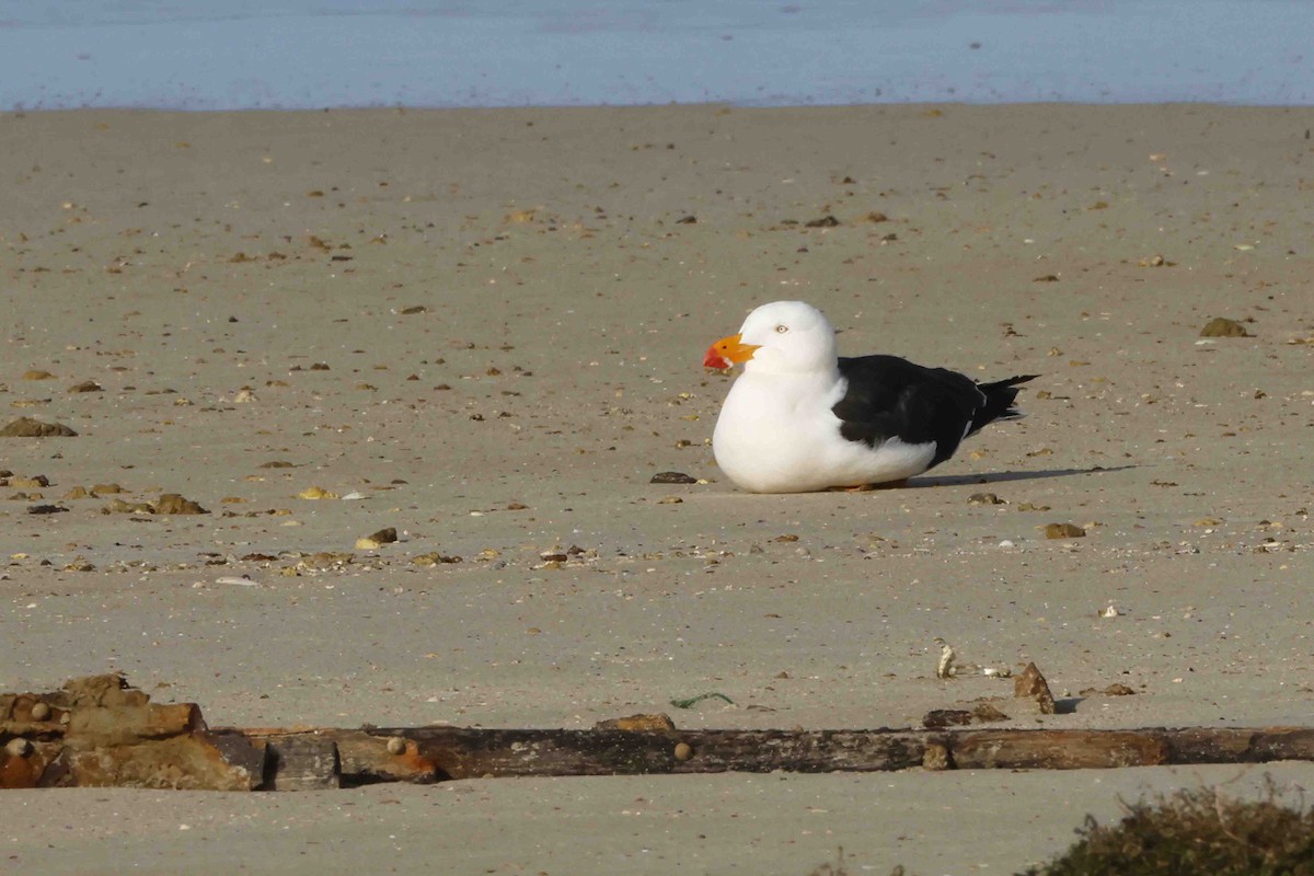 Pacific Gull - ML643281563