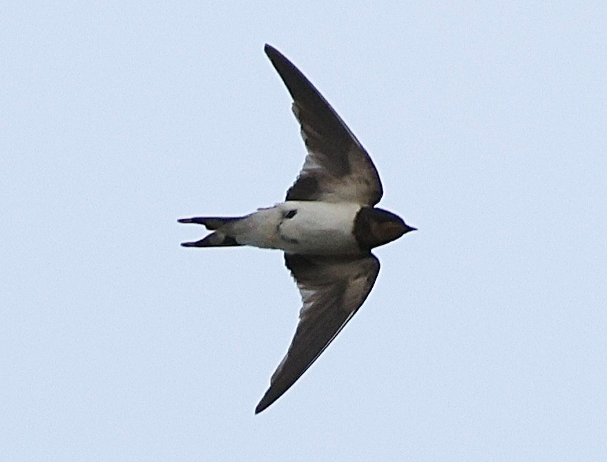 Barn Swallow - ML643281565