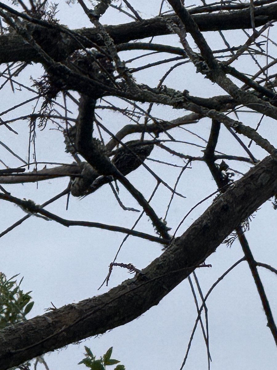 Brown Creeper - ML643281568