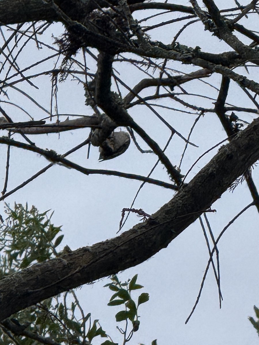 Brown Creeper - Abby Devall
