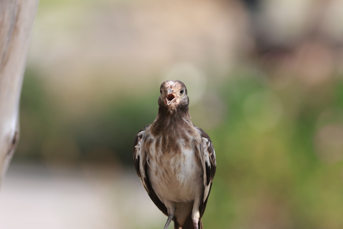 Black-collared Starling - Nantaset Sukhawathayanon