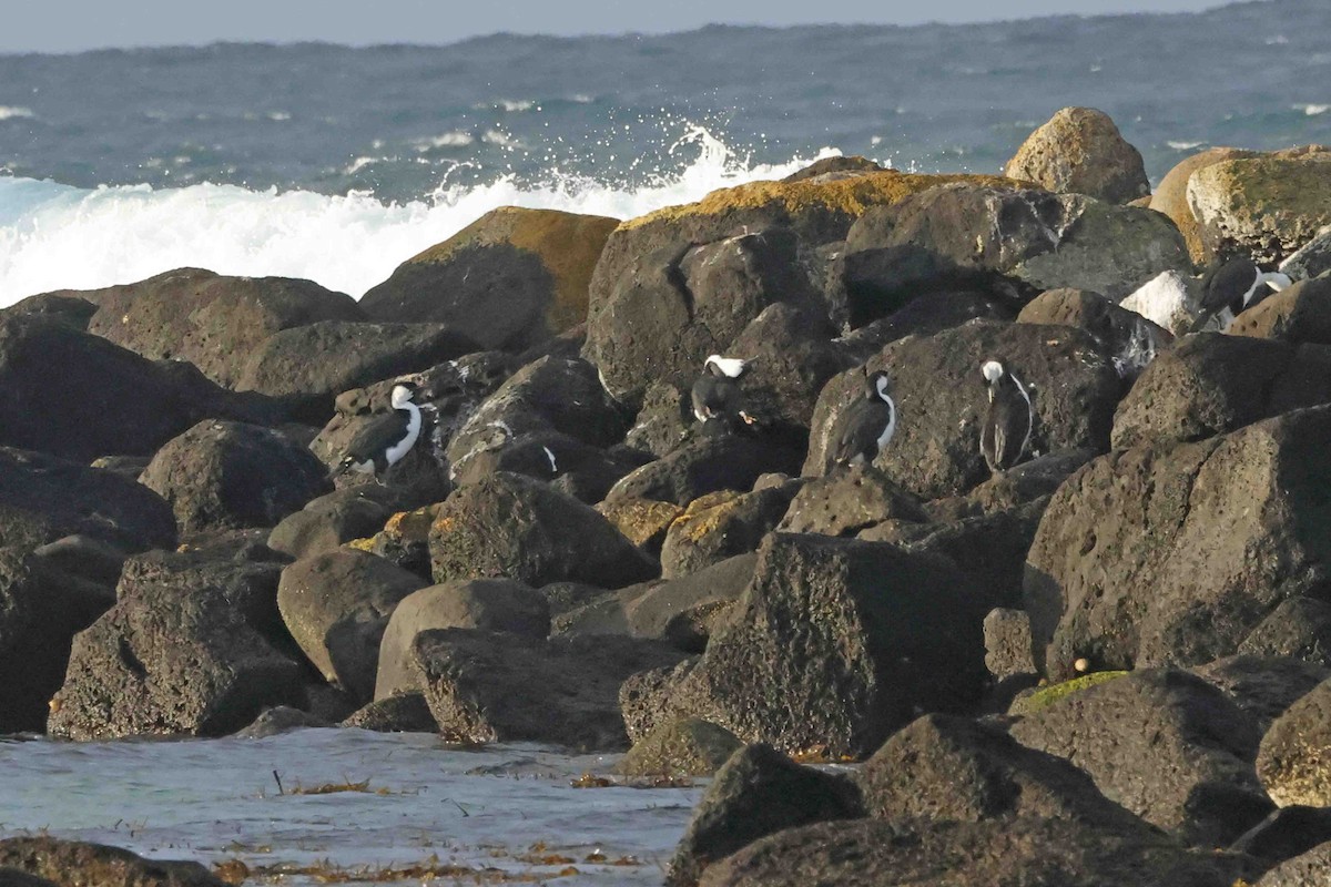 Cormorán Carinegro - ML643281587