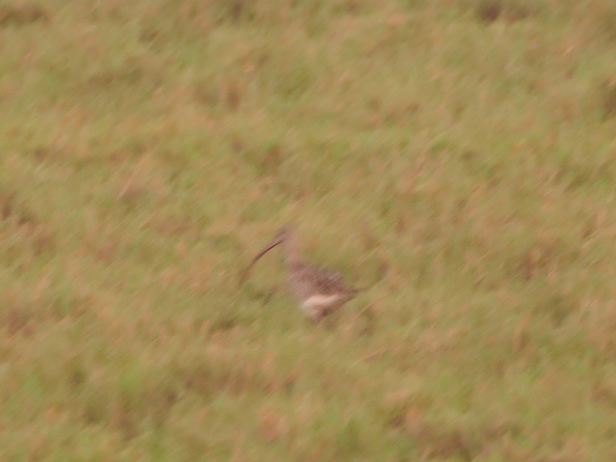 Eurasian Curlew - ML643281592