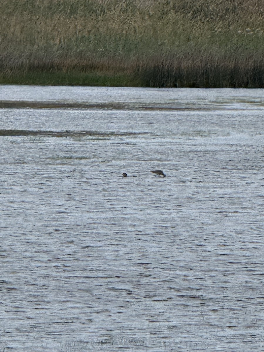 Hudsonian Godwit - ML643281595