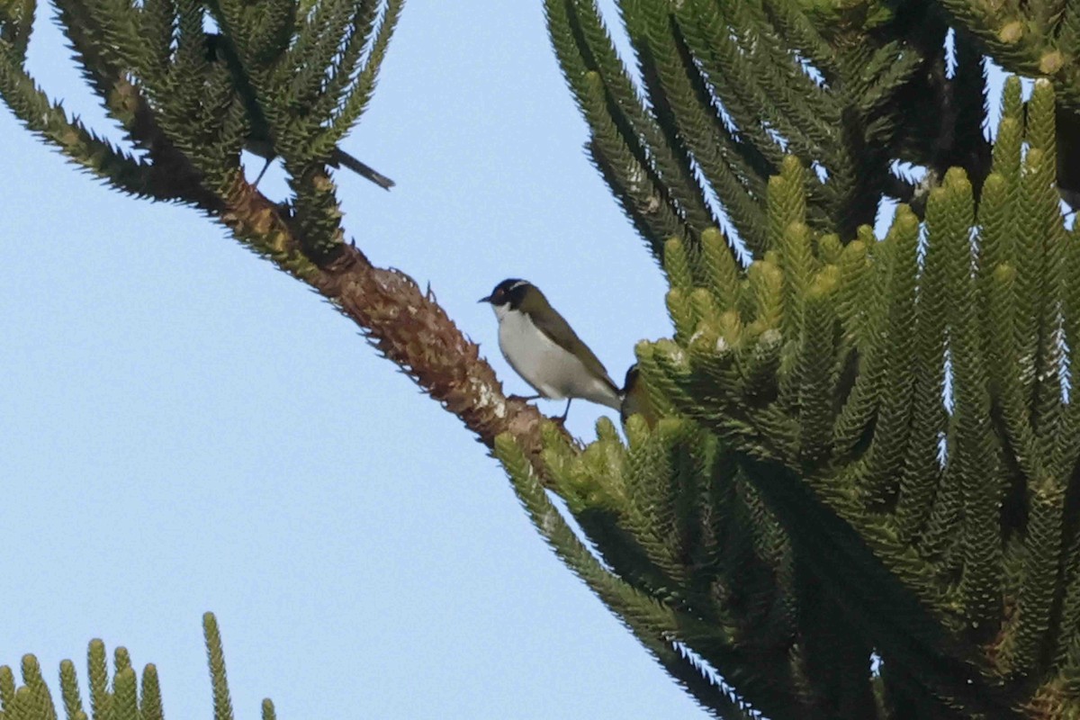 White-naped Honeyeater - ML643281596