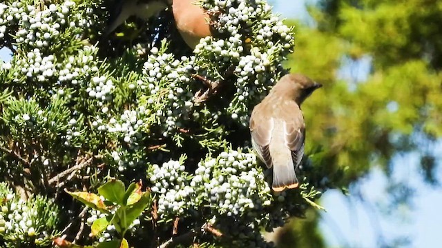 Cedar Waxwing - ML643281618