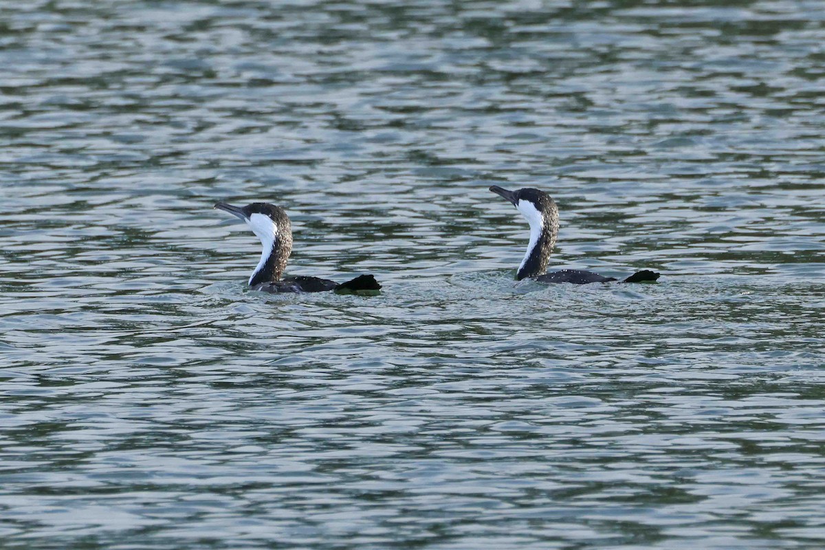 Cormorán Carinegro - ML643281629