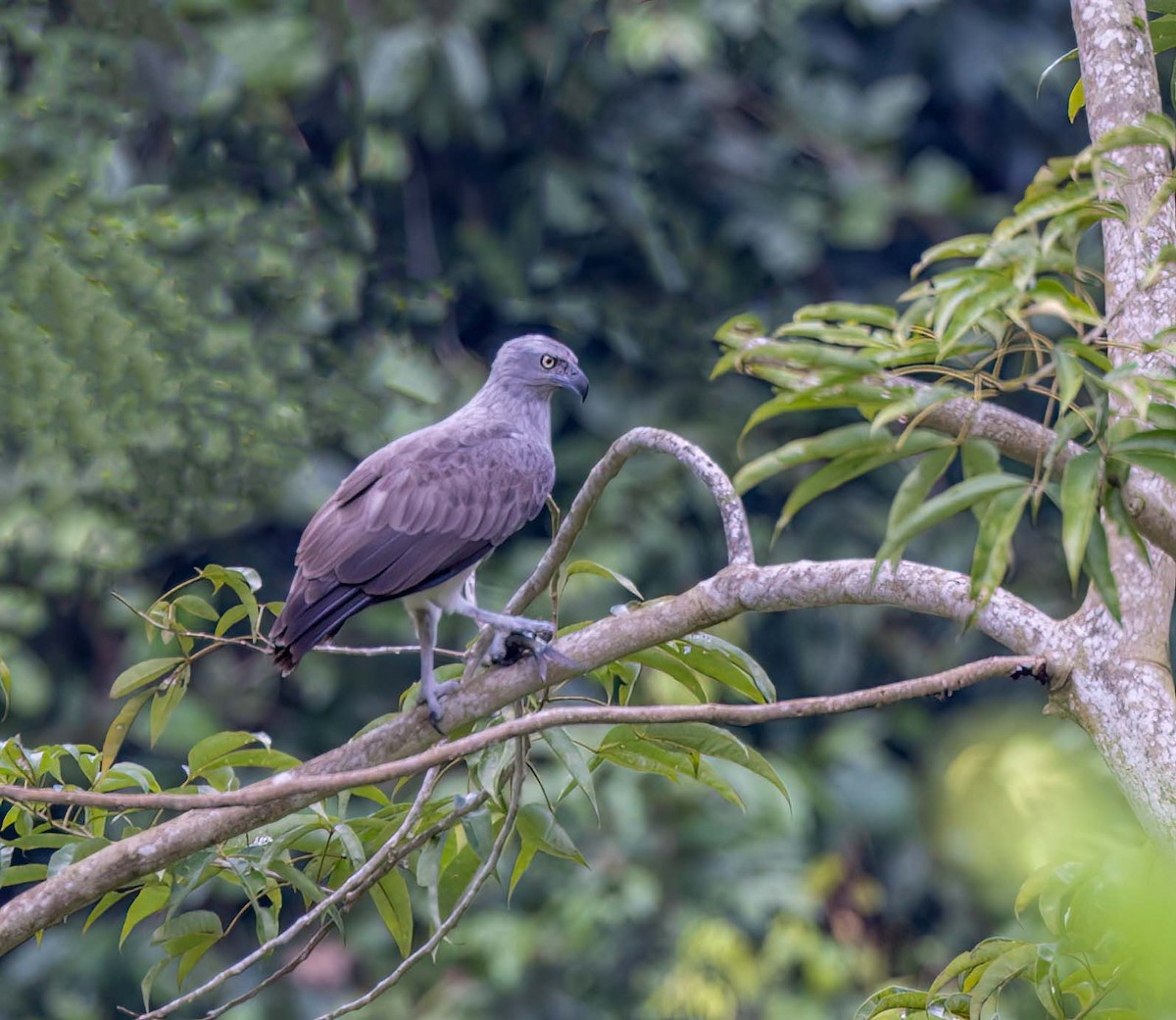 Lesser Fish-Eagle - ML643281640