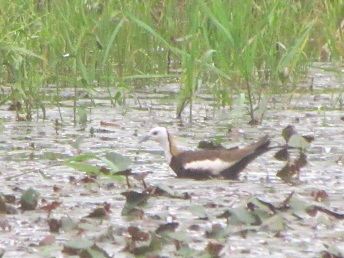 Pheasant-tailed Jacana - ML643281642