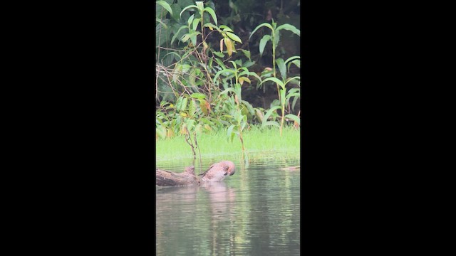 Blue-winged x Green-winged Teal (hybrid) - ML643281648