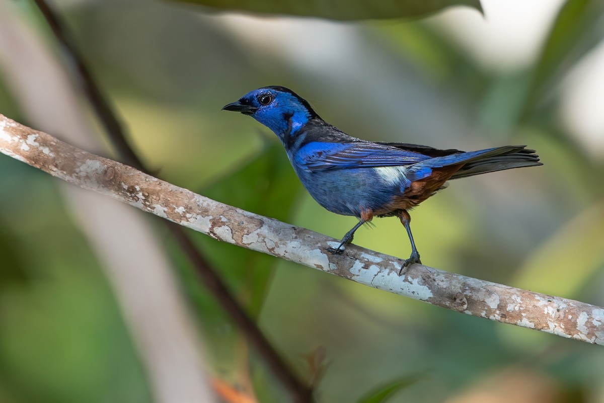 Opal-rumped Tanager (Opal-rumped) - ML643281649