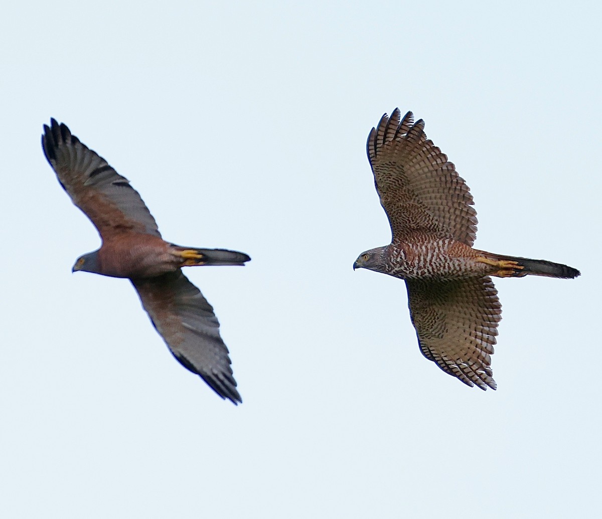 Brown Goshawk - ML643281652
