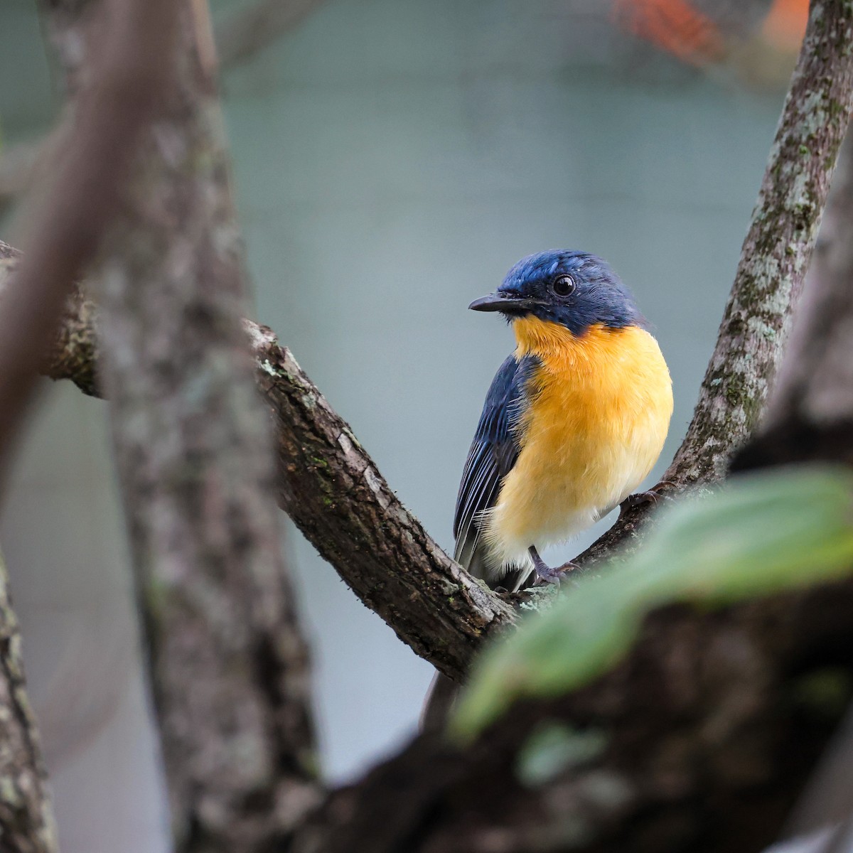 Tickell's Blue Flycatcher - ML643281653