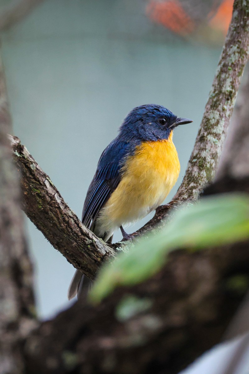 Tickell's Blue Flycatcher - ML643281654