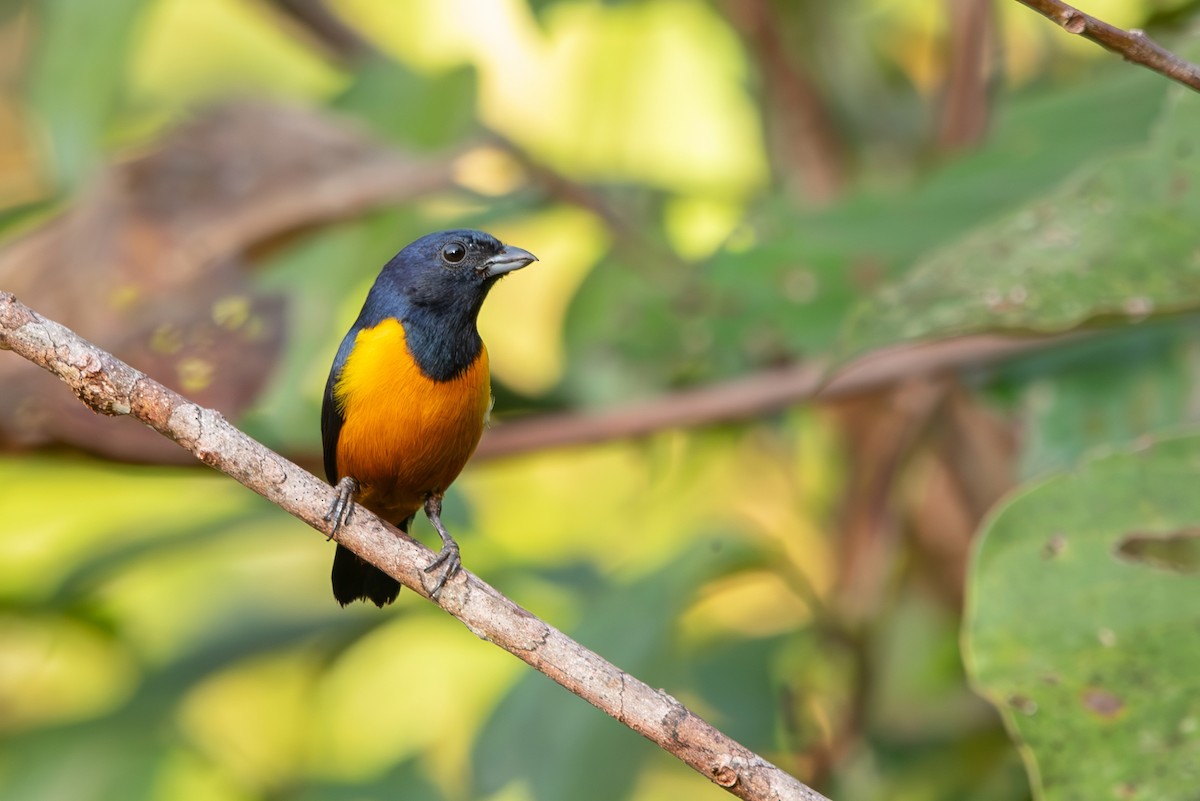 Rufous-bellied Euphonia - ML643281661