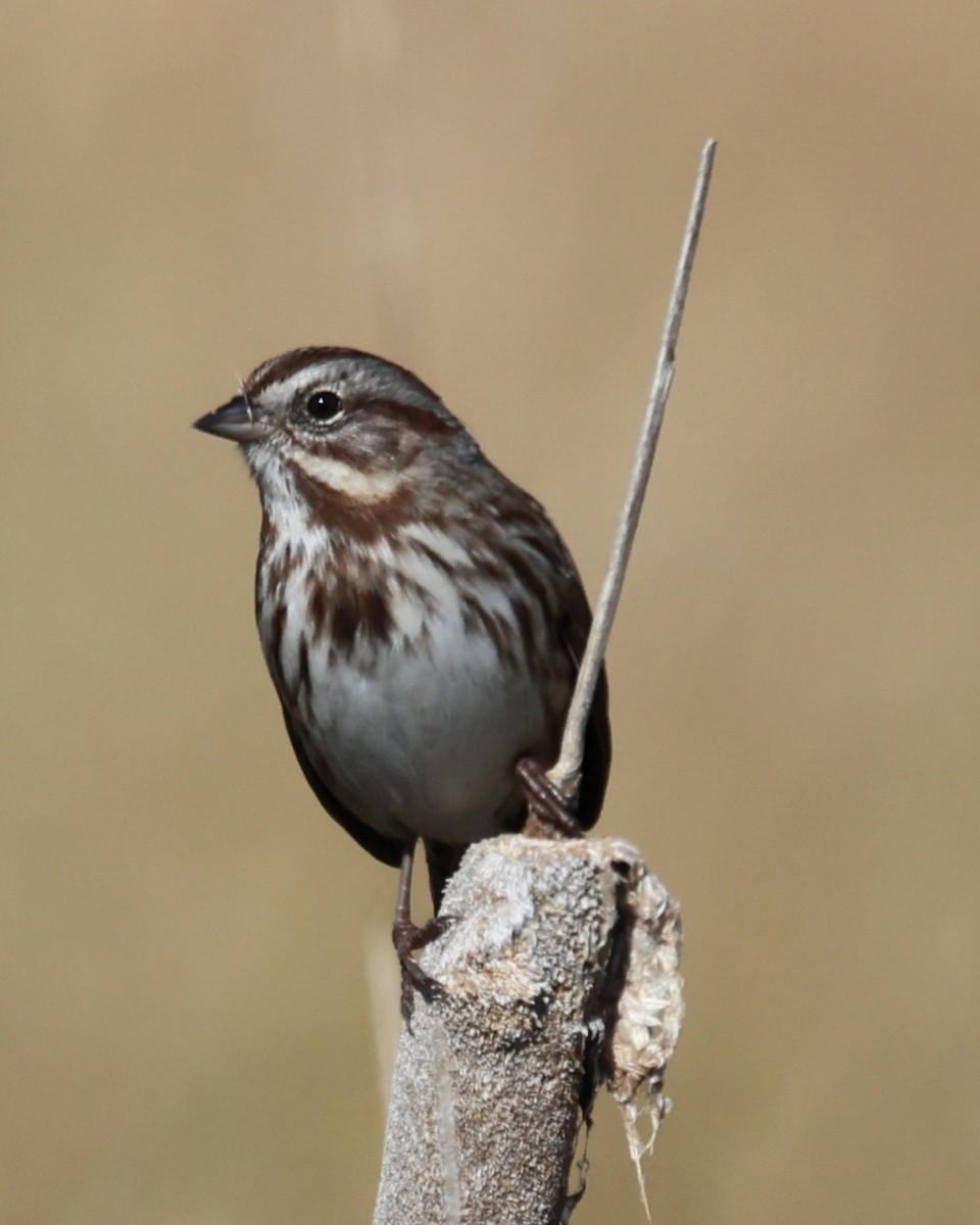 Song Sparrow - ML643281664