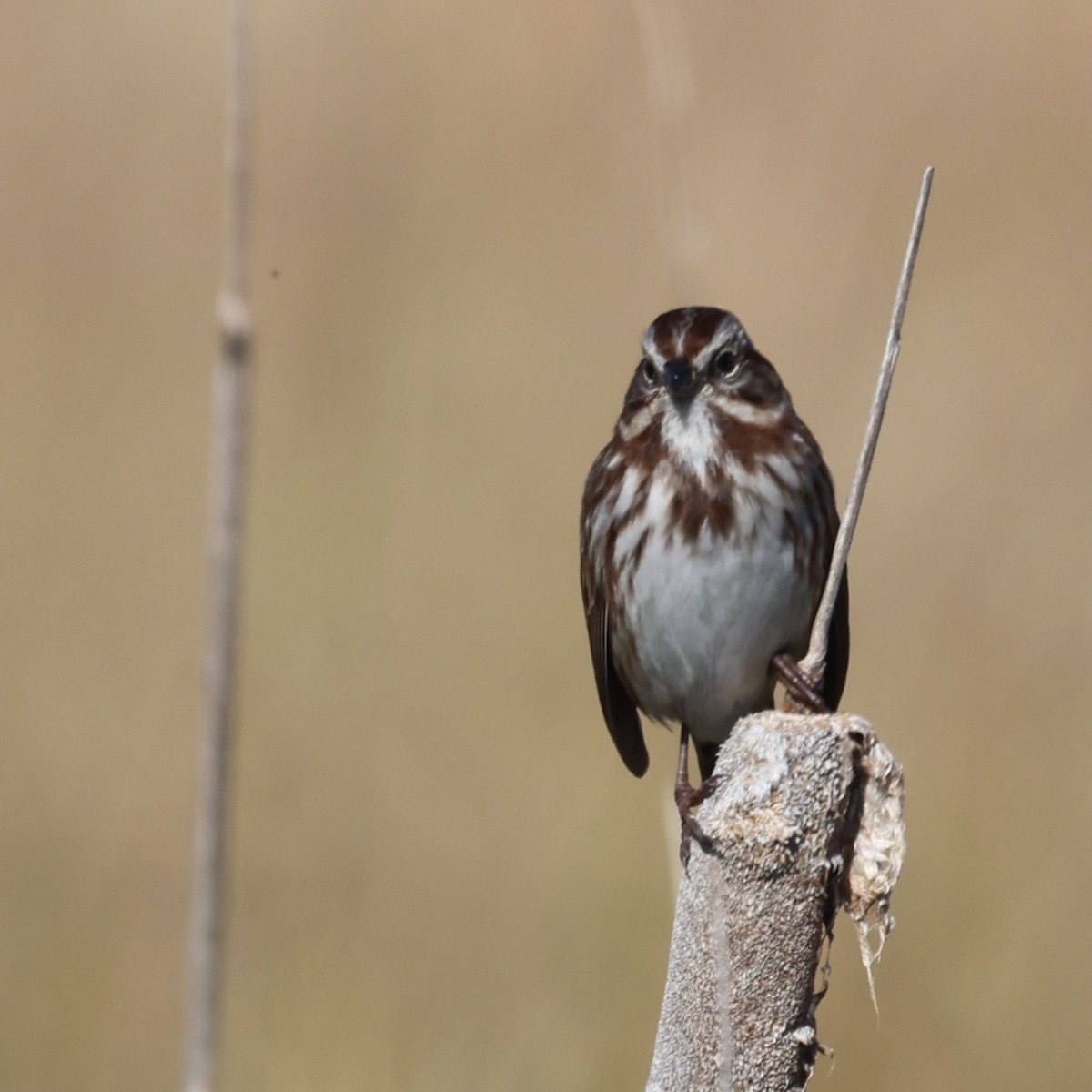 Song Sparrow - ML643281665