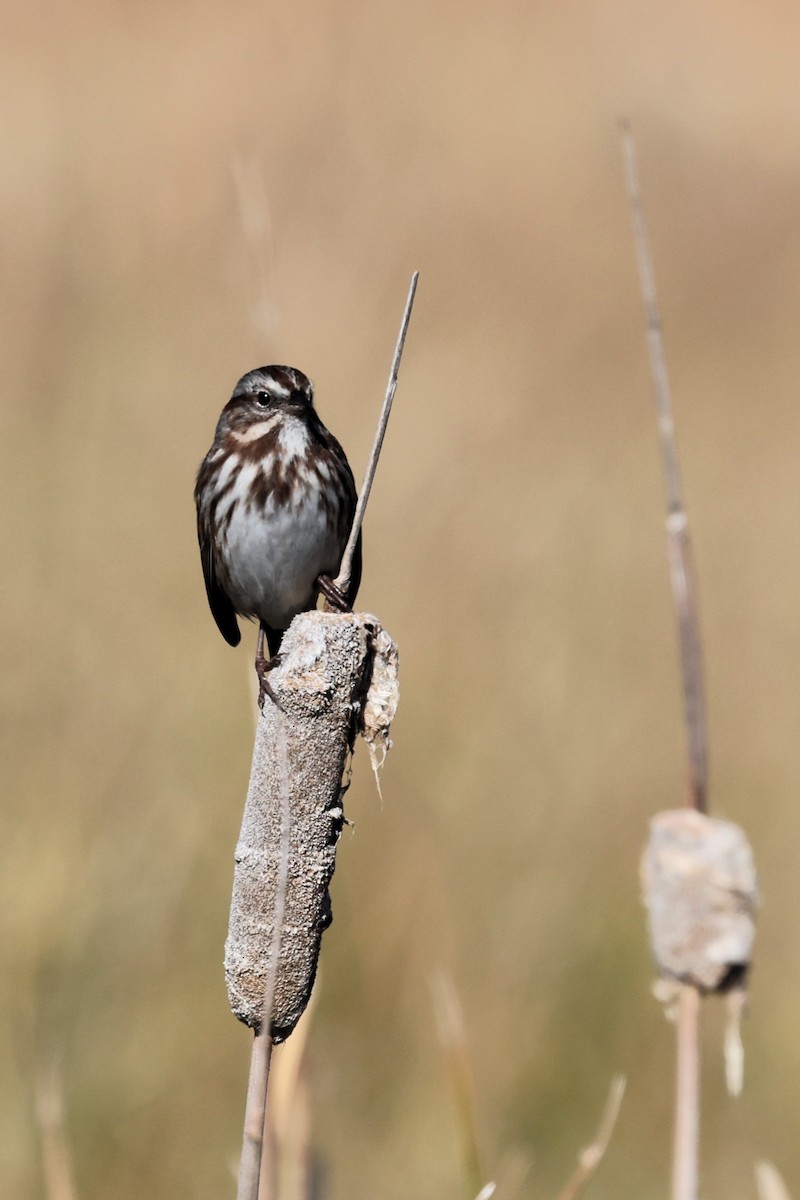 Song Sparrow - ML643281666