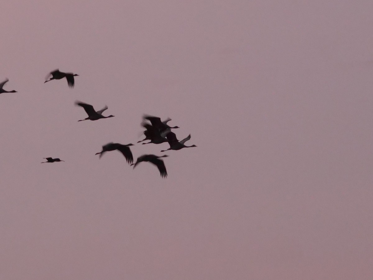 Common Crane - ML643281668