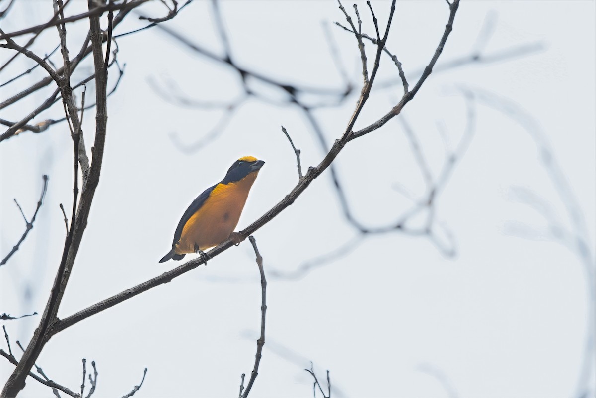 Thick-billed Euphonia - ML643281670