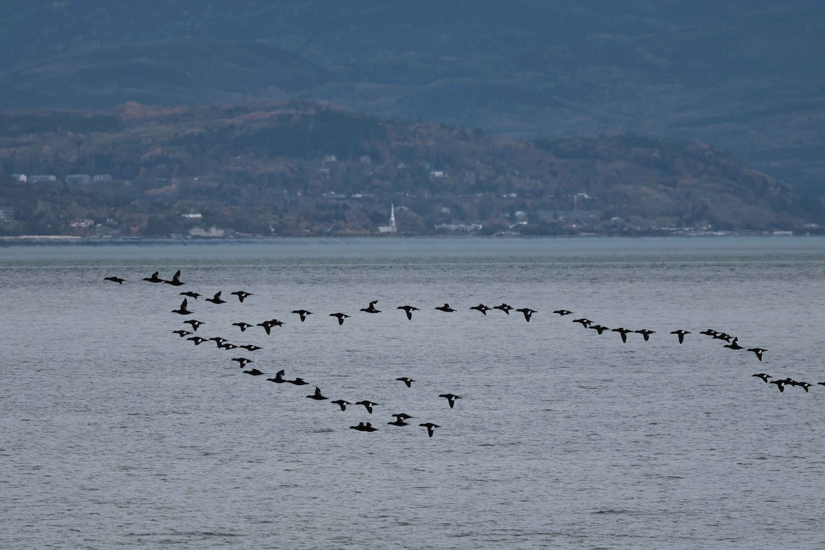 White-winged Scoter - ML643281671