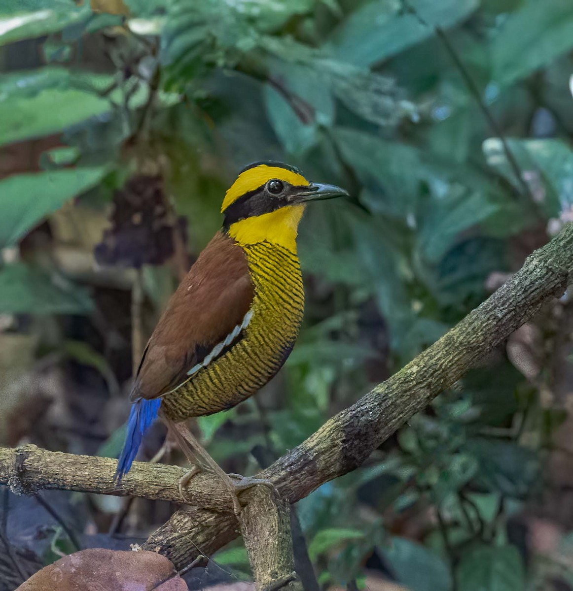 Bornean Banded-Pitta - ML643281678